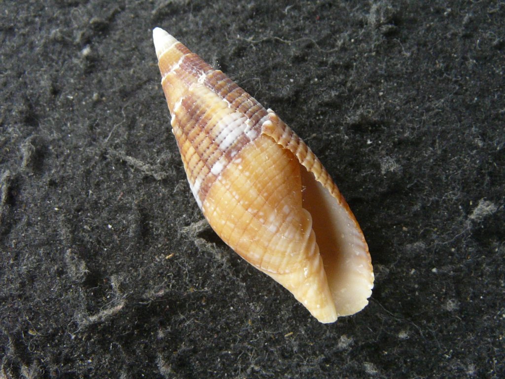 フデガイ科・ツクシガイ科｜貝殻標本店「F]