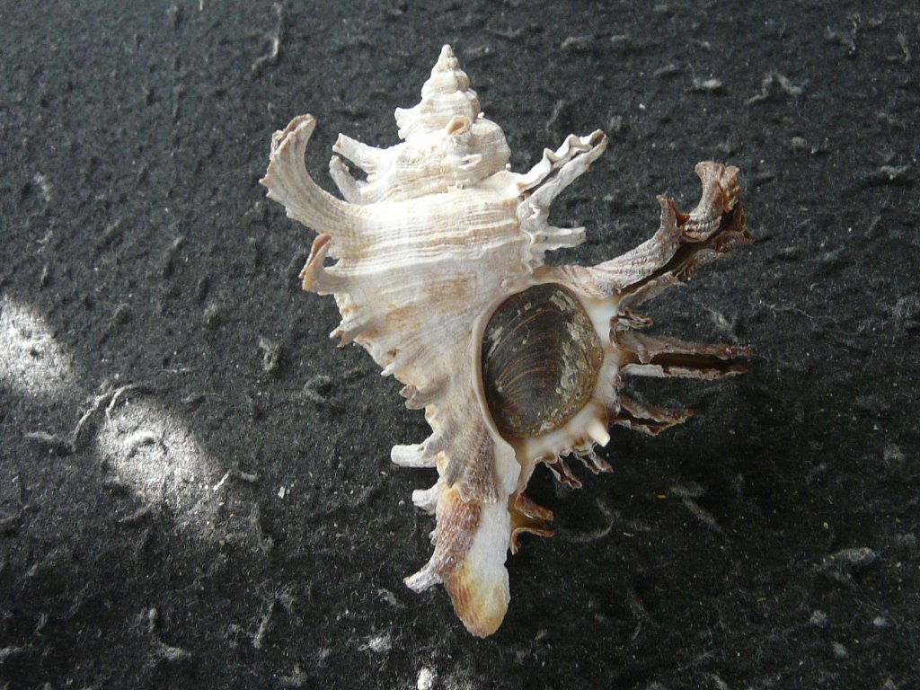 ケーキ】クダマキガイ科・カメガイ科・ツクシガイ科全124個 ケーキ