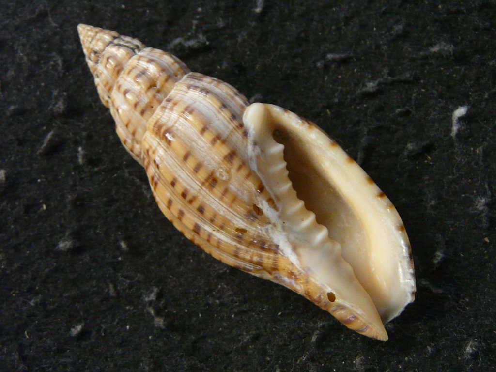 貝殻の標本 リュウグウボラ（ガクフボラ科） 貝殻の標本 リュウグウ