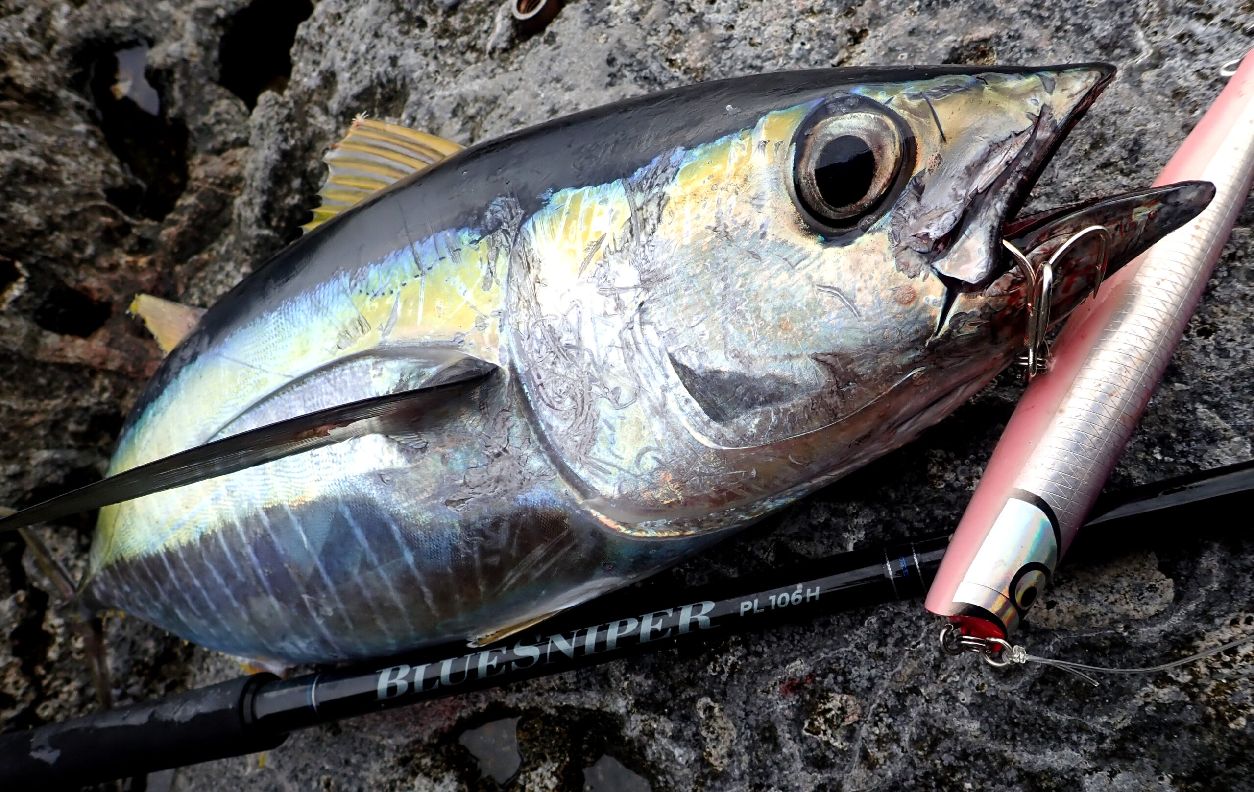 2024新製品】進化したハイパワープラッギングモデル「NEW BlueSniper