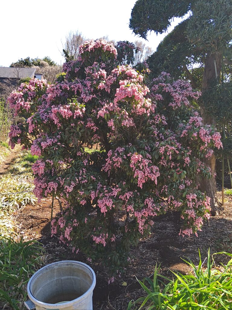しなやかに。力強く。山採りアセビ。 しなやか。山採りアセビ。