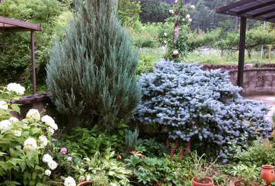 コニファーの最高峰！クリスマスの木・プンゲンストウヒ(コロラド