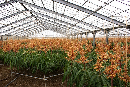 沖縄完熟マンゴーの秘密。厳選された美味しさの理由 - 沖縄食品通販は