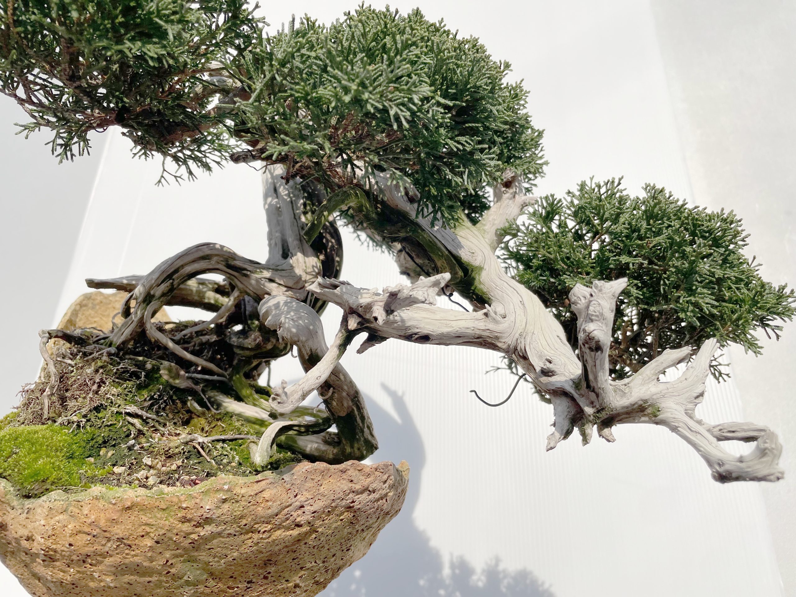 紀州真柏 - WabiSabi.jp