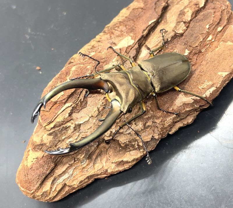 トゥルンカートゥスホソアカ入荷しました！ - 世界のクワガタムシ