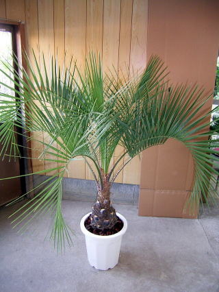 ココスヤシ｜株式会社洋香園（公式ホームページ）