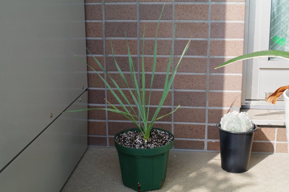 ユッカ・ロストラータ（Yucca rostrata）の育て方、栽培記録 – ゆるぷ