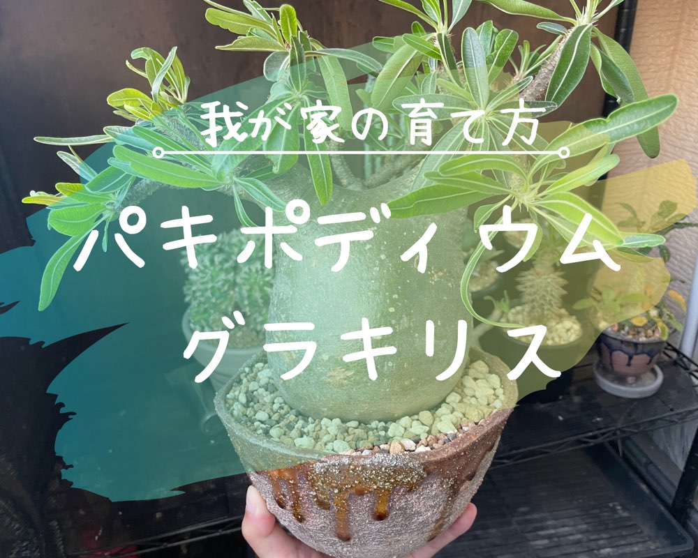 パキポディウム・グラキリスの育て方‐おーきっどblog