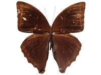 Amathusia phidippus phidippus