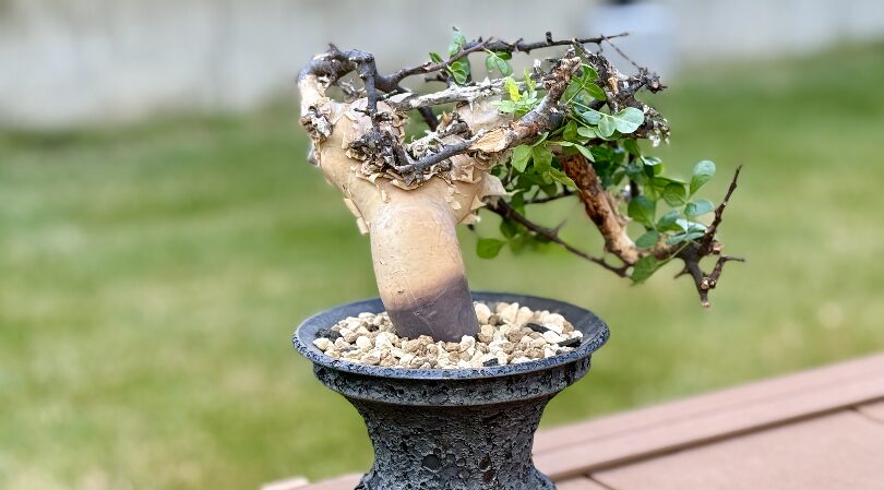 発根管理に成功したコミフォラ・カタフ（Commiphora kataf）を陶器鉢に