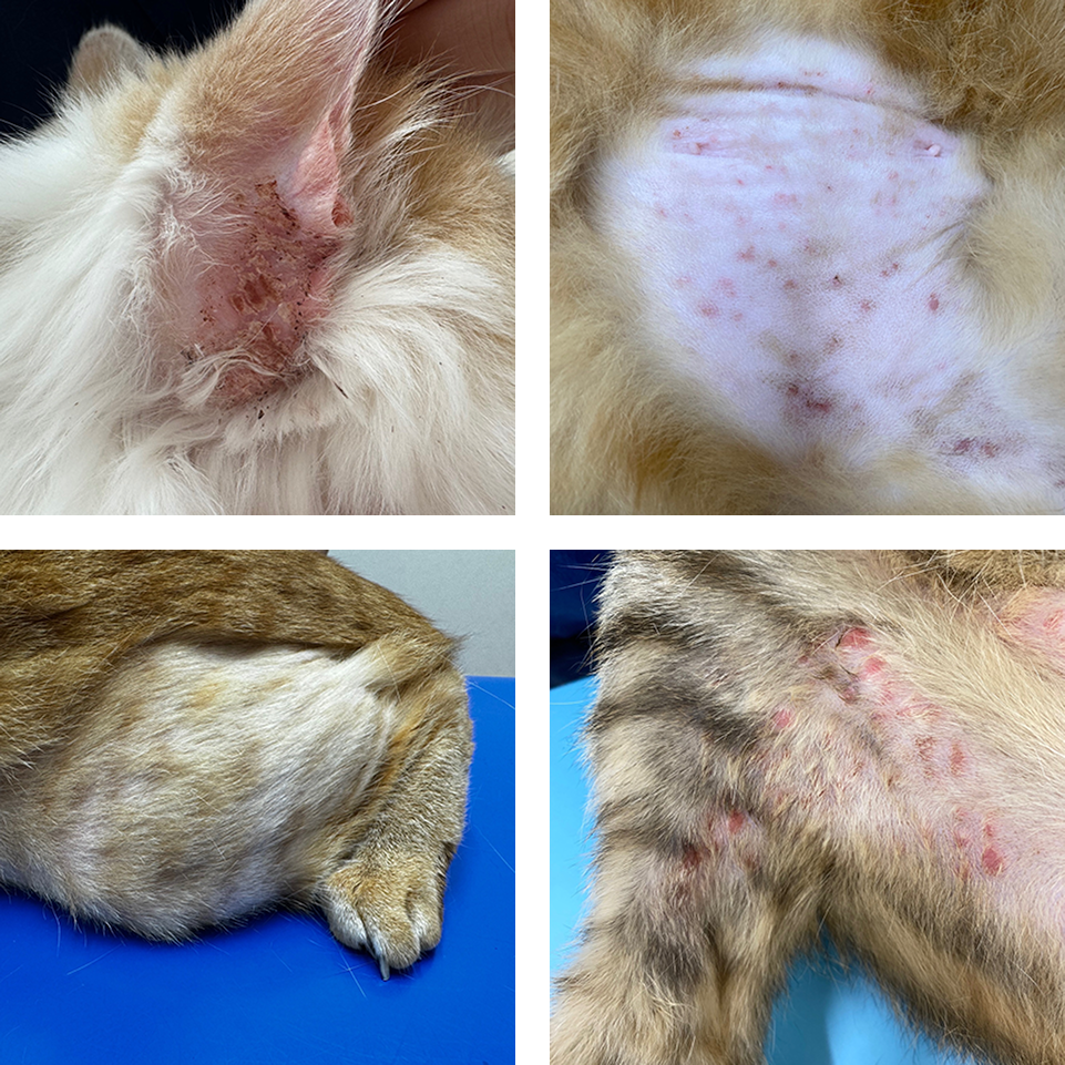 夕やけの丘動物病院 皮膚科専門サイト