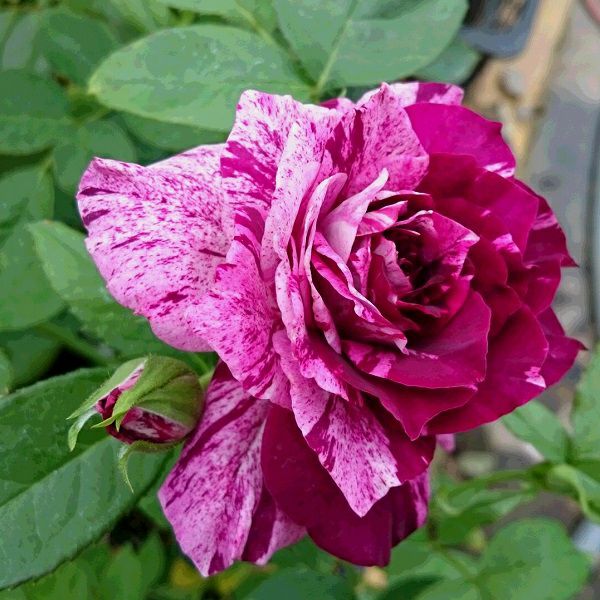 バラ苗 【パープルタイガー】 (大苗) フロリバンダ 四季咲き 中輪 複色