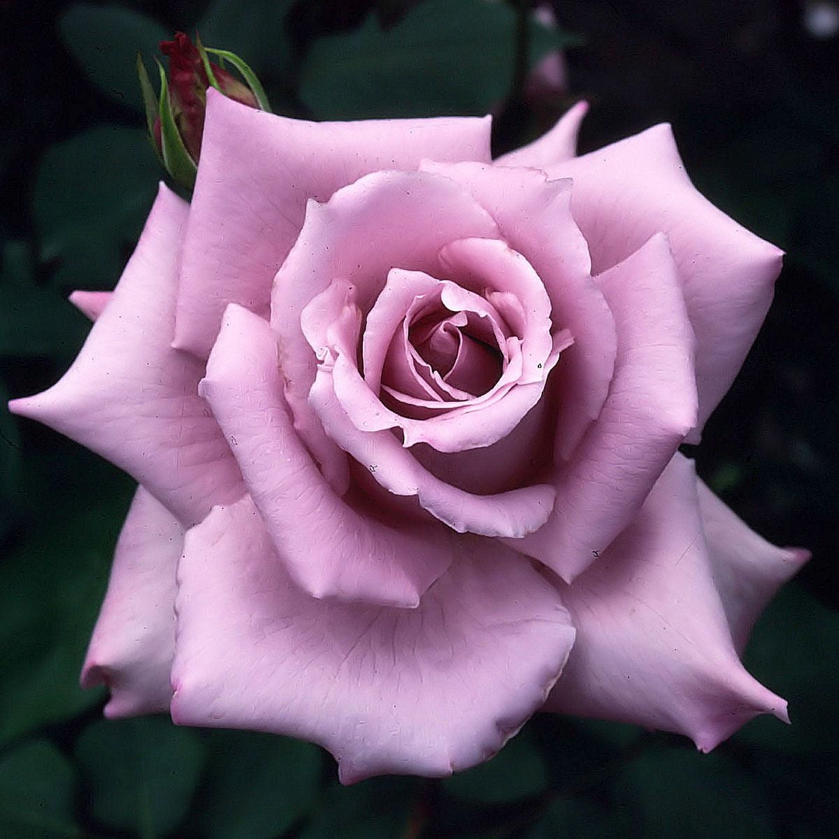 予約苗 バラ苗 【マダムヴィオレ】 (新苗) ハイブリッドティー