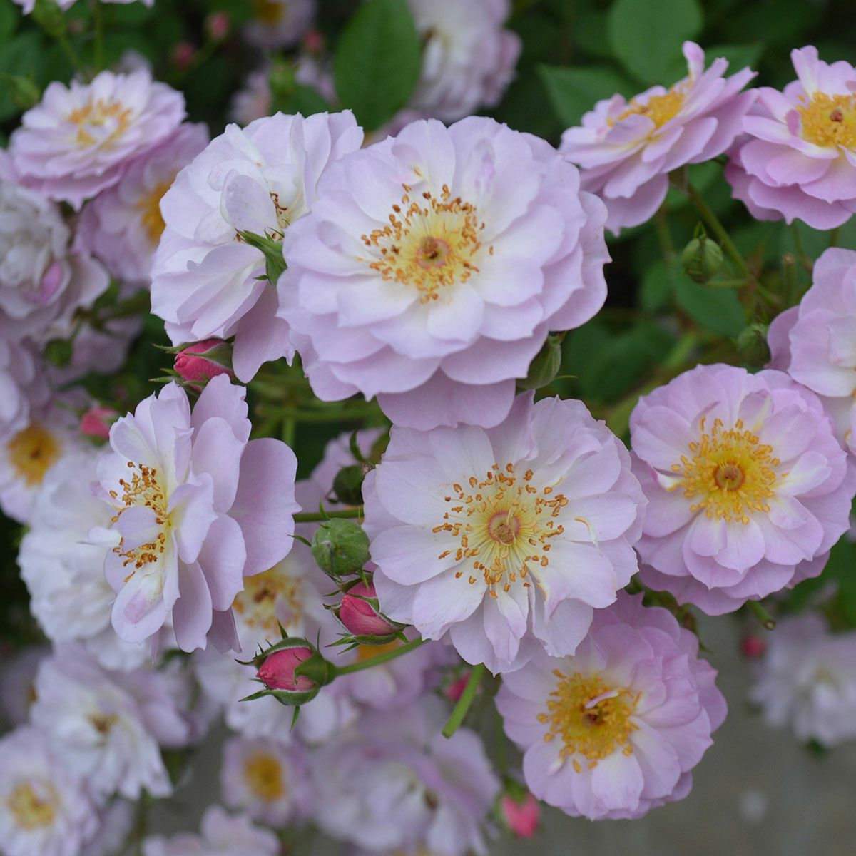 予約苗 バラ苗 【トゥインクルブローチ】 (新苗) つるバラ 四季咲き 小