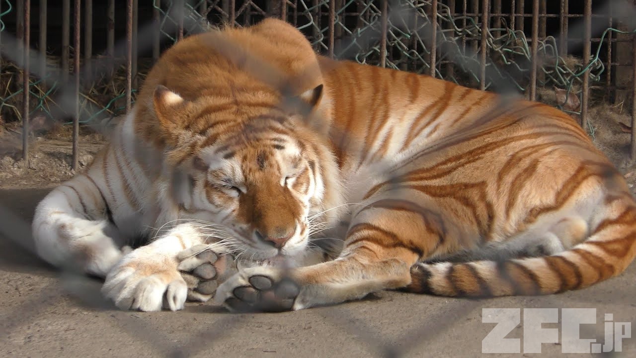 ゴールデンタビータイガー | 動物図鑑 | ZFC.jp