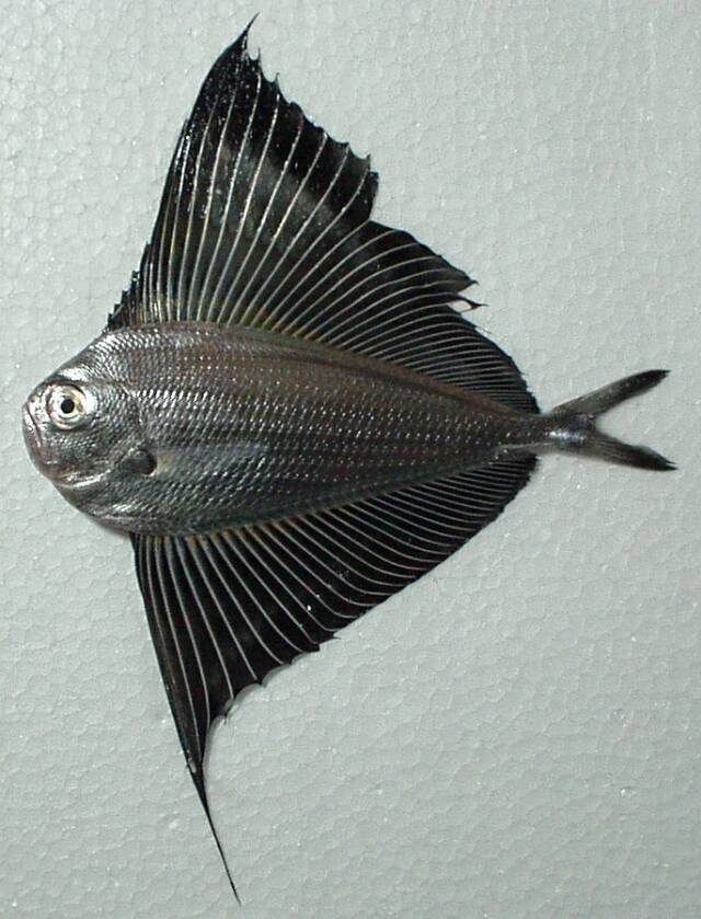 リュウグウノヒメ - WEB魚図鑑