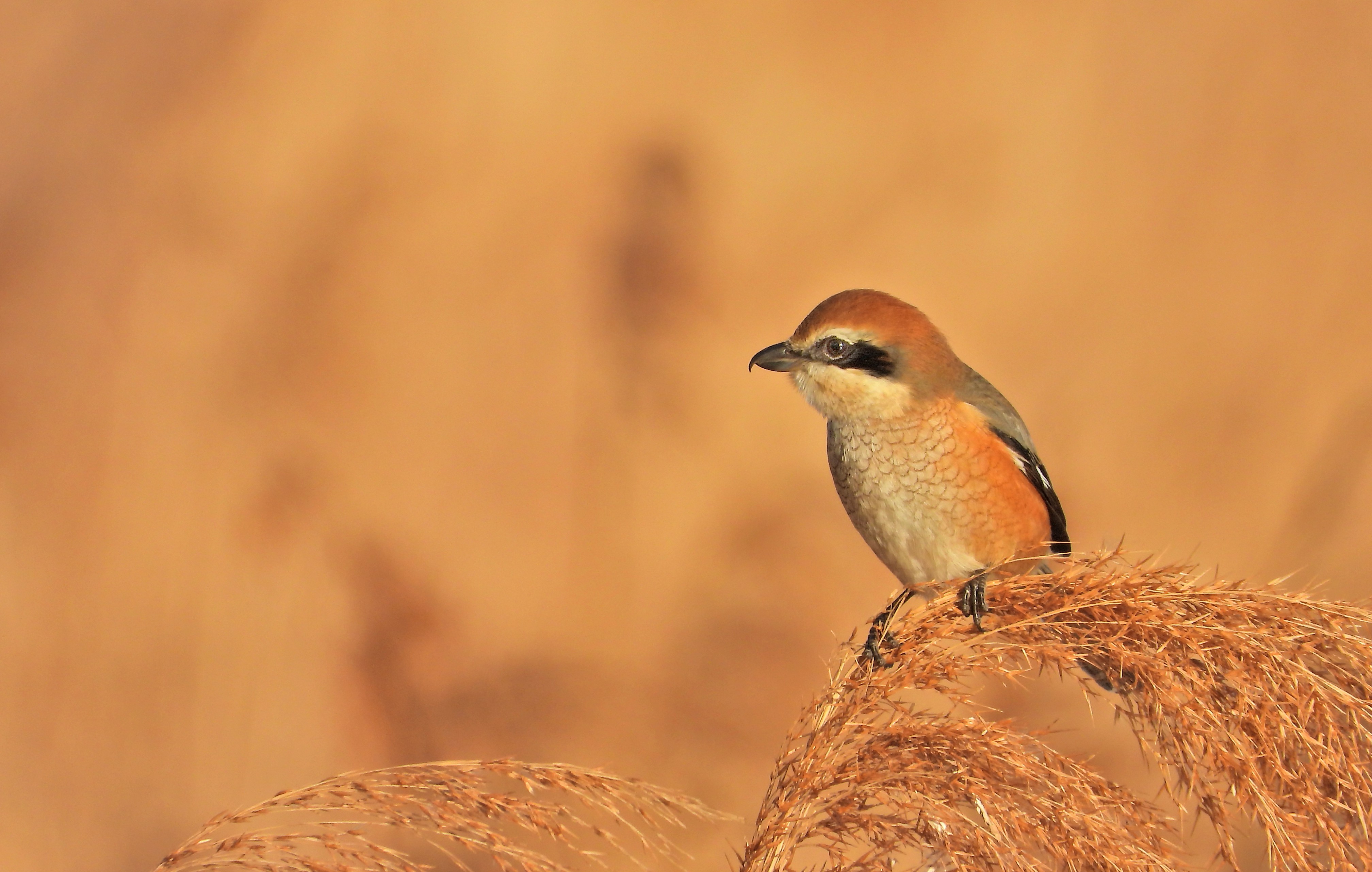 モズ(2024.01.28) - 日本の野鳥識別図鑑