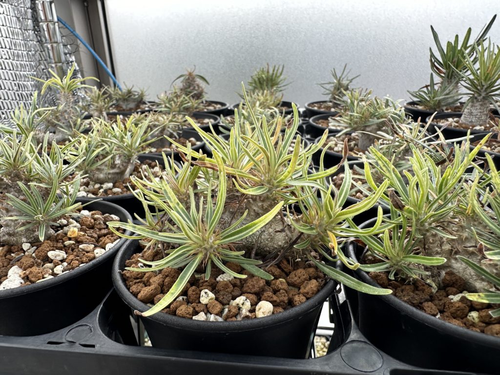 パキポディウム・グラキリスの実生1年間の記録＋花が咲くまでの記録