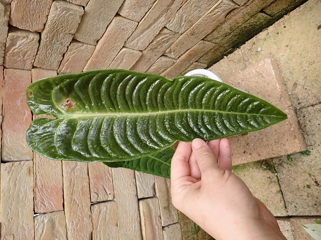 アンスリウム ベイチ スーパーナローフォーム (Anthurium Veitchii
