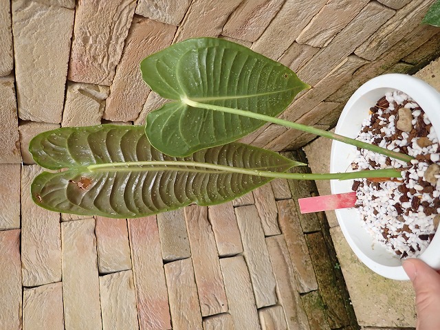 アンスリウム ベイチ スーパーナローフォーム (Anthurium Veitchii