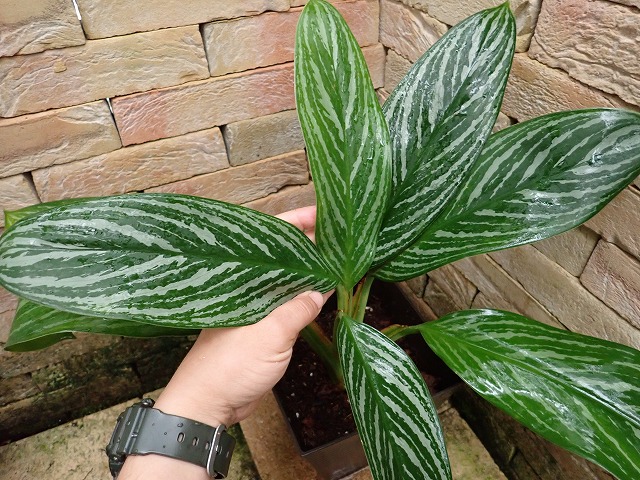 アグラオネマ ニティドゥーム カーティシー Aglaonema nitidum cv