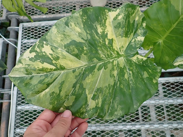 アロカシア オドラ 稀少なオリジナル斑入り(Alocasia odora variegata