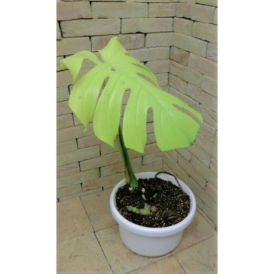 モンステラ・ホワイトモンスター 紋様強烈 | 希少植物の販売