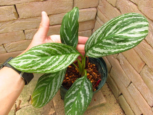 Aglaonema nitidum 