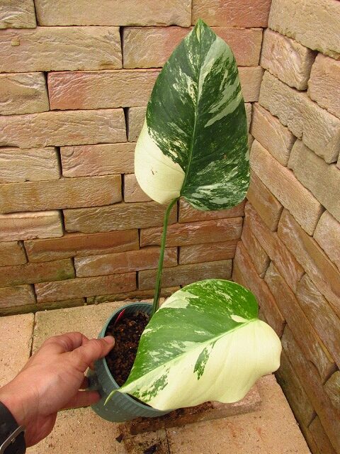 モンステラ ボルシギアナ セブブルーミント(Monstera deliciosa var