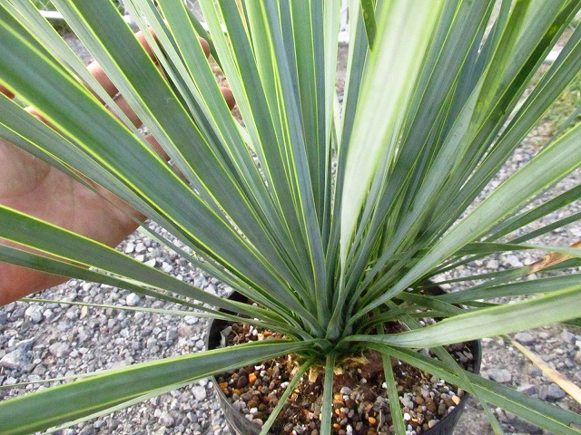 ユッカ ロストラータ ダブルヘッドの極美個体(Yucca rostrata Double