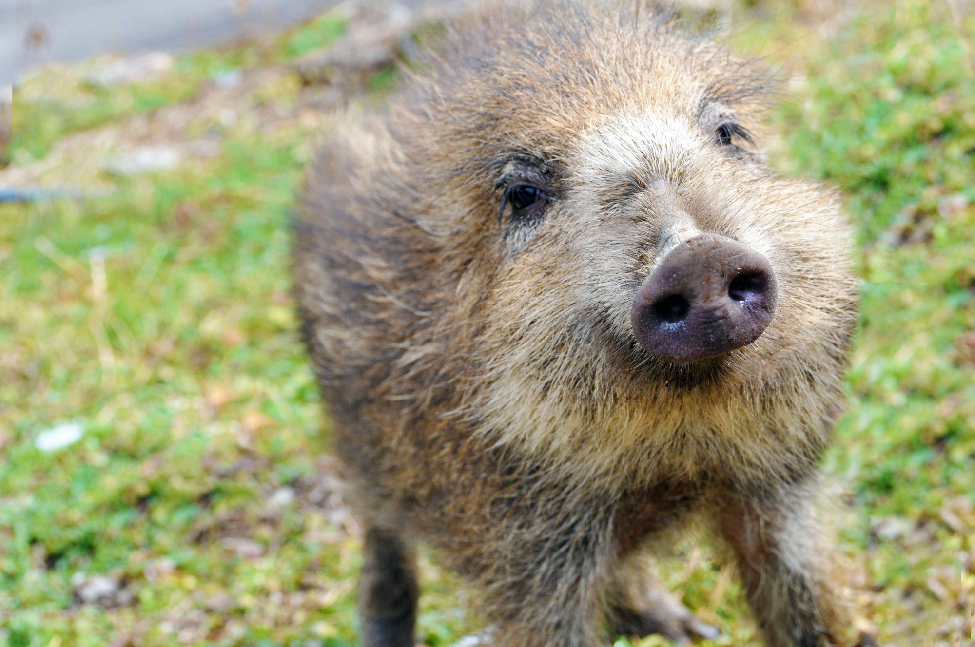 プロハンターが教えるイノシシ対策5選。敷地や畑に寄せ付けないための