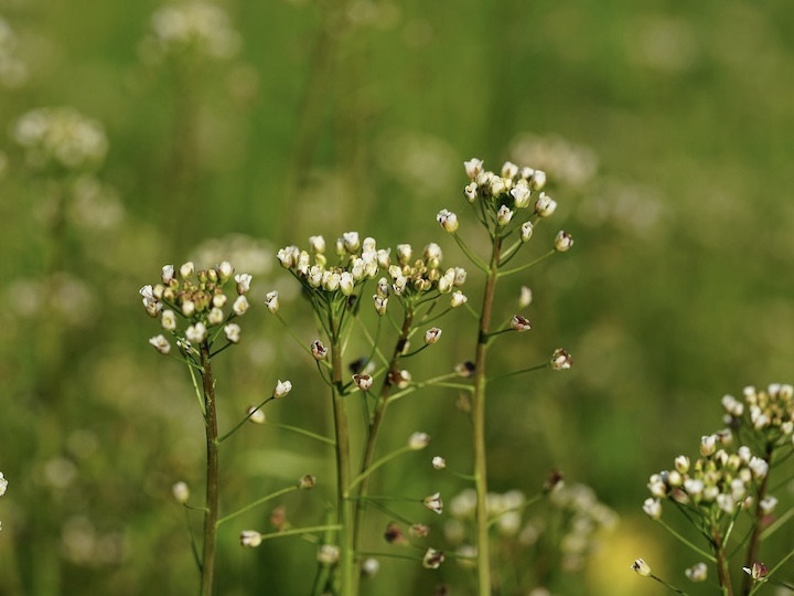 ぺんぺん草（ナズナ）って何？ 花言葉や生薬としての効果、おいしい