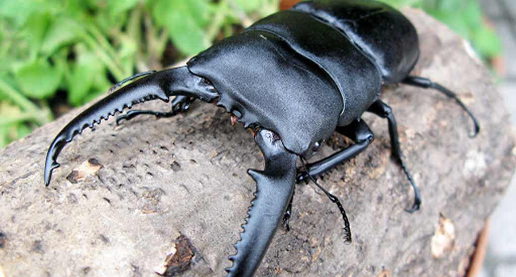 パラワンオオヒラタ | AKMB カブトムシ・クワガタムシ販売