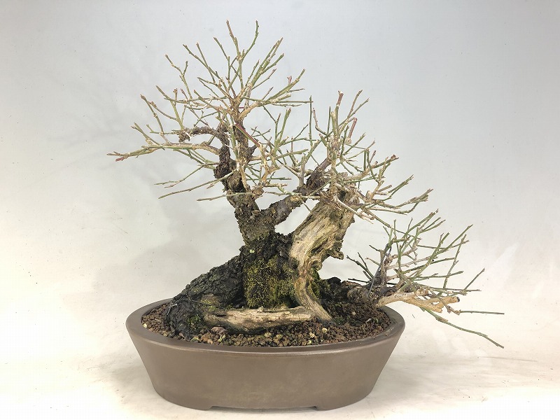 山木 甲州野梅 白一重 咲きます 香り良し 甲州野梅 白一重 咲きます