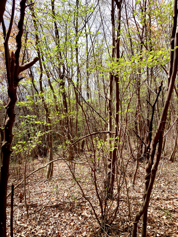 山採り自然樹形ナツハゼ販売 秋元園芸