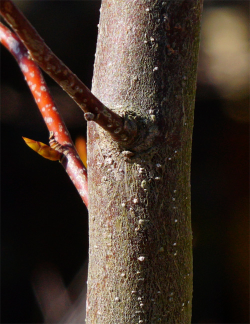 シロモジ【現品発送】管理80010 自然樹形シロモジ販売 秋元園芸