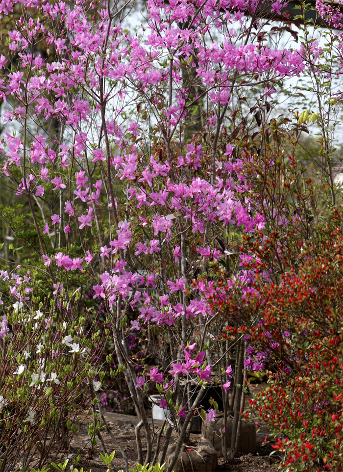 92 山採り ミツバツツジ 92 山採り ミツバツツジ