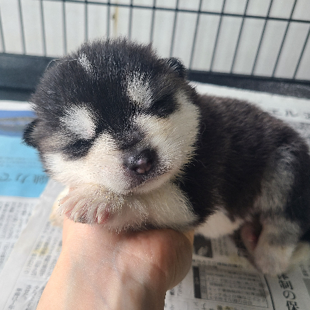 全国の狆(ちん)のブリーダーを探す｜ブリーダー直販・子犬販売の「愛犬