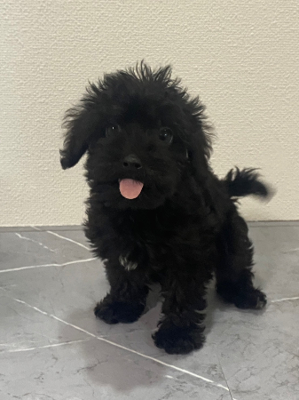 マルプー - 宮崎県 男の子 2025/06/05 ブラック系（黒色） PY000005291