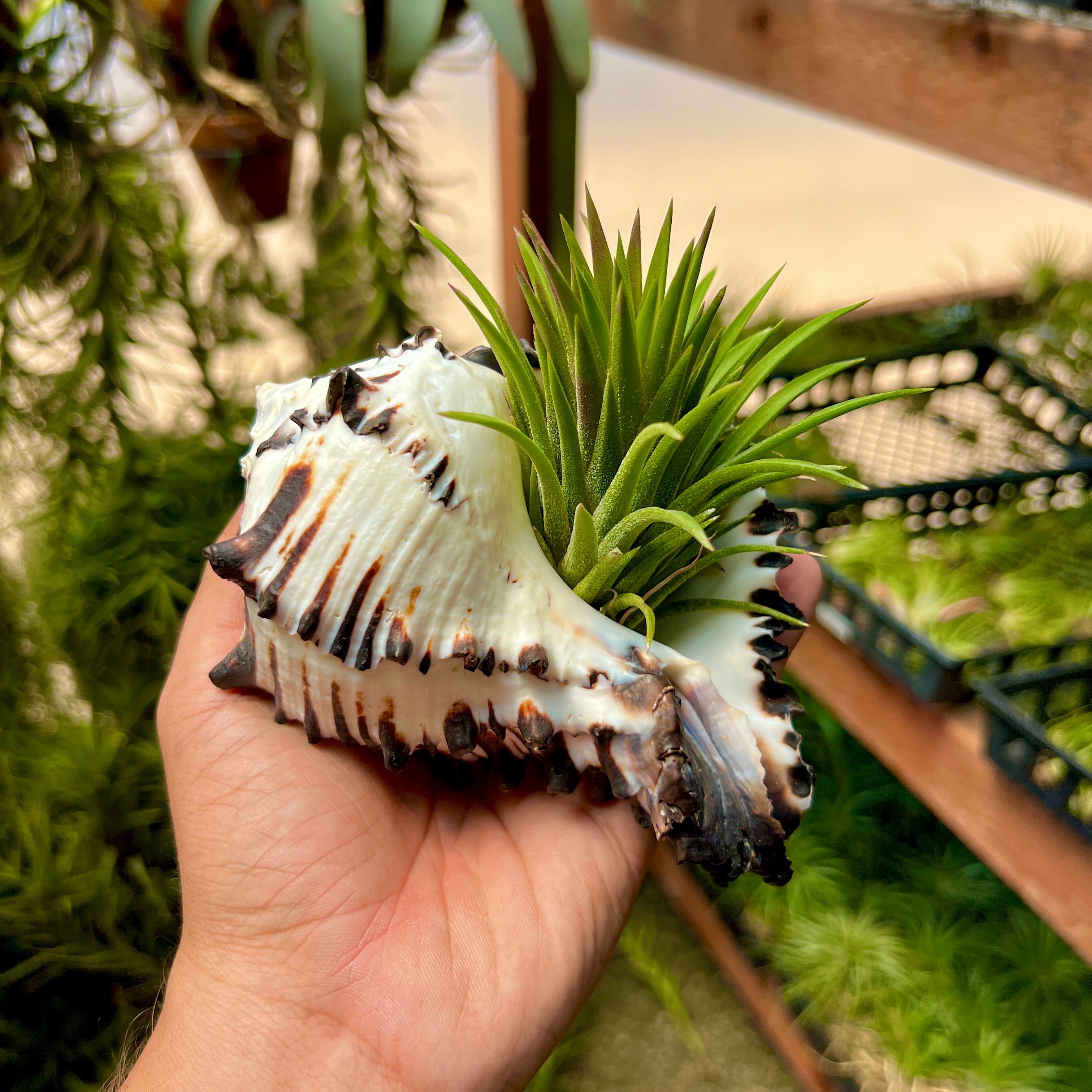 Zebra Murex Shell Large + Air Plant – Air Plant Hub
