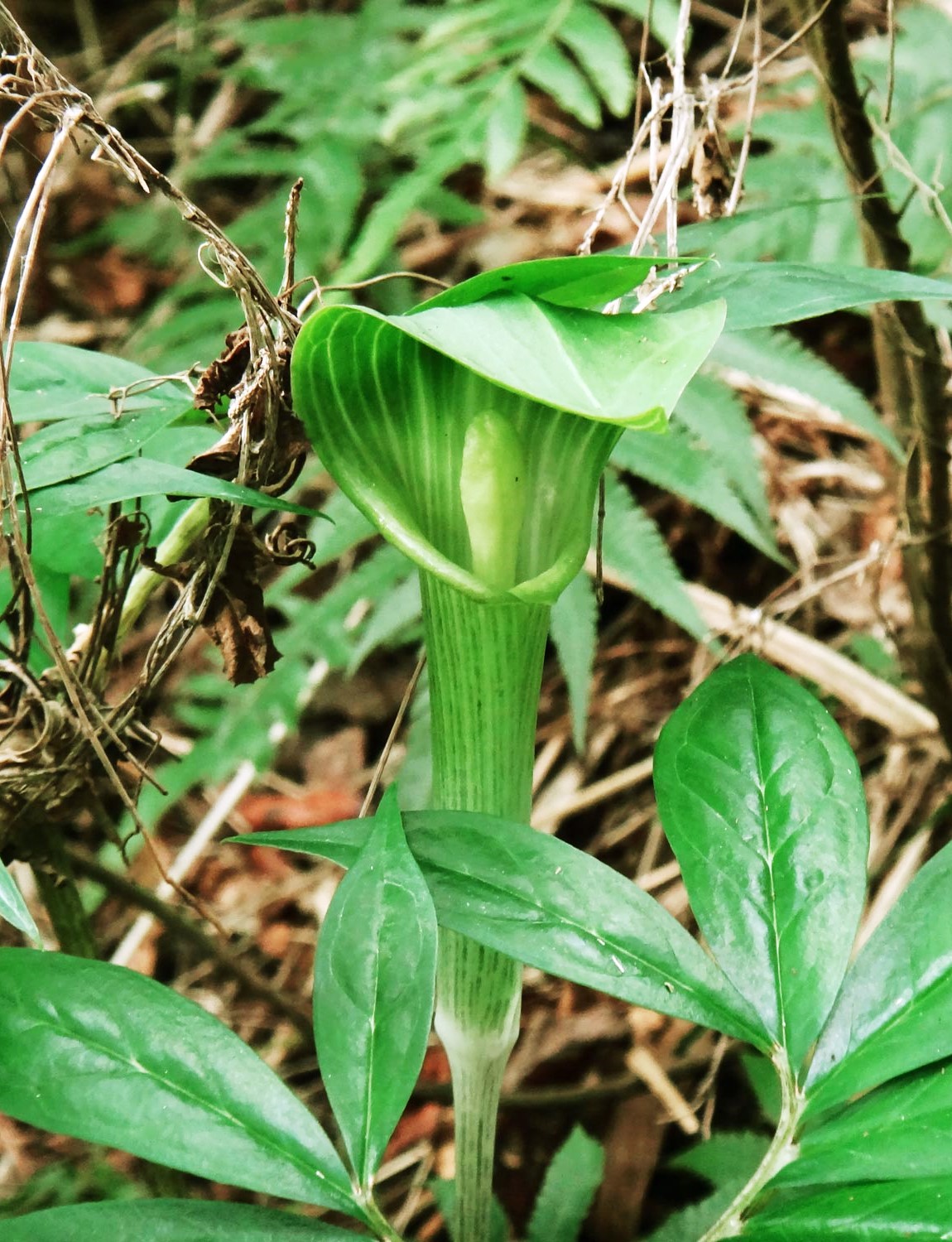 オオアマミテンナンショウ」 – 奄美新聞