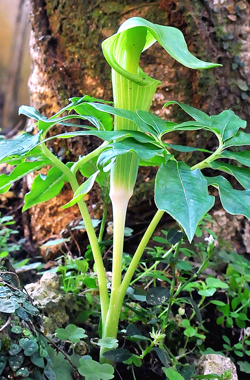 住民が保護・監視役に」 – 奄美新聞