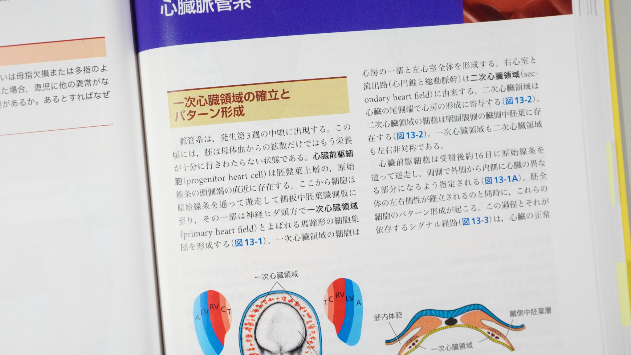 ラングマン人体発生学 第12版（原著第15版） / Anatomy 今日も明日も