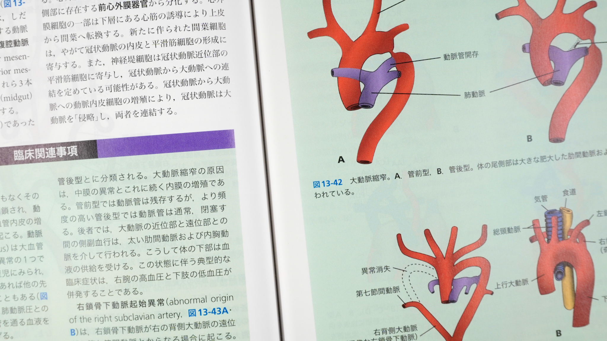 ラングマン人体発生学 第12版（原著第15版） / Anatomy 今日も明日も