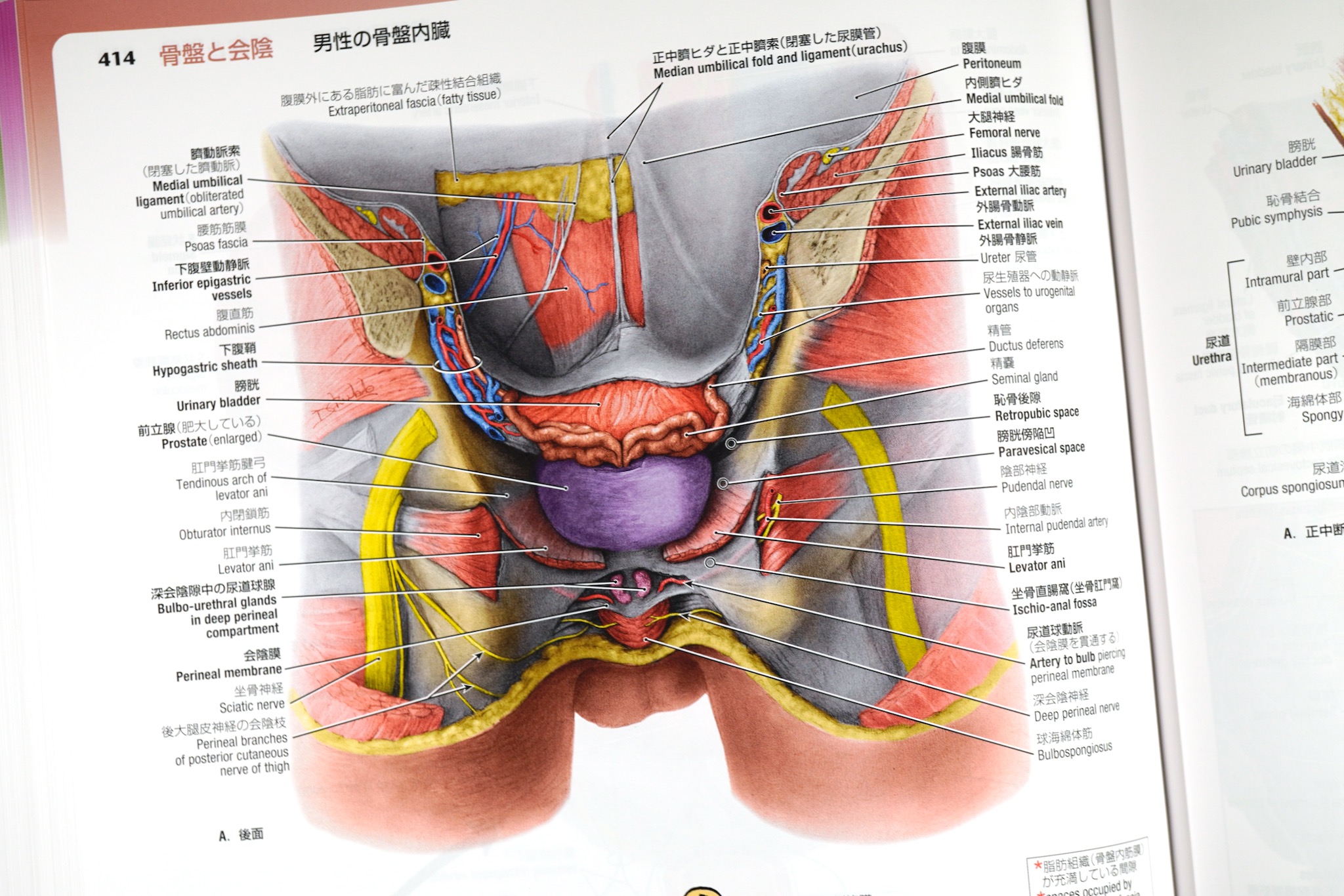 グラント解剖学図譜 第8版 / Anatomy 今日も明日も/グラント解剖学図譜