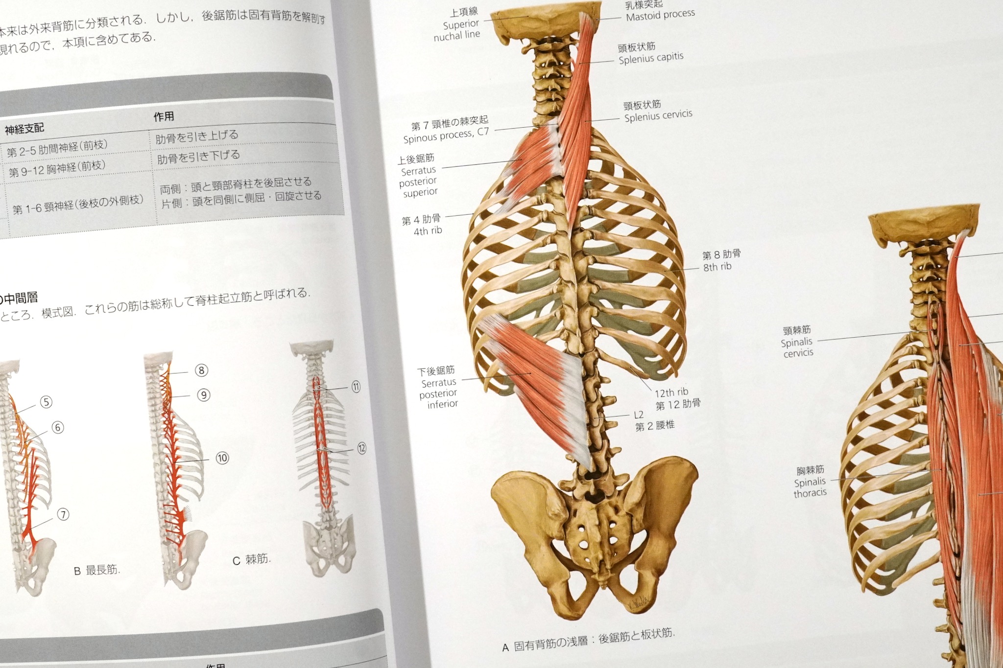 プロメテウス解剖学 コア アトラス 第4版 / Anatomy 今日も明日も