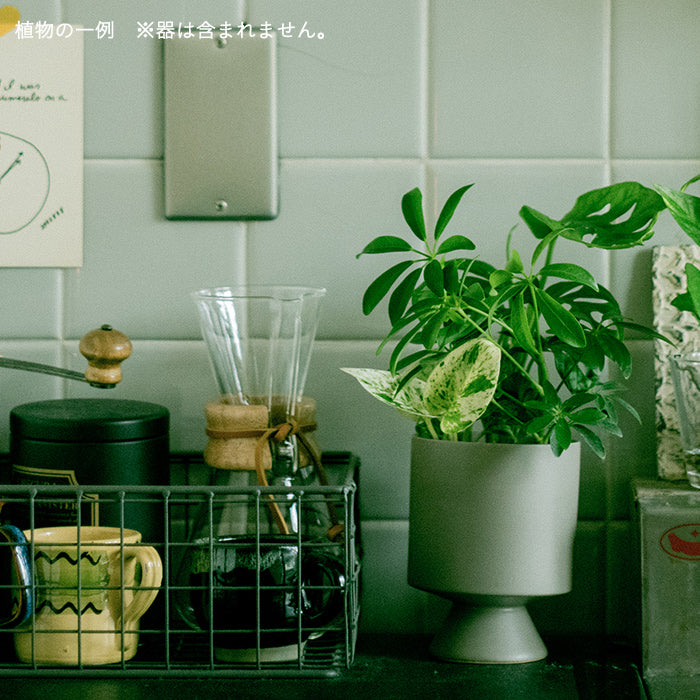 Secret Set（お得な観葉植物3種セット）｜土を使わない観葉植物 – &Green