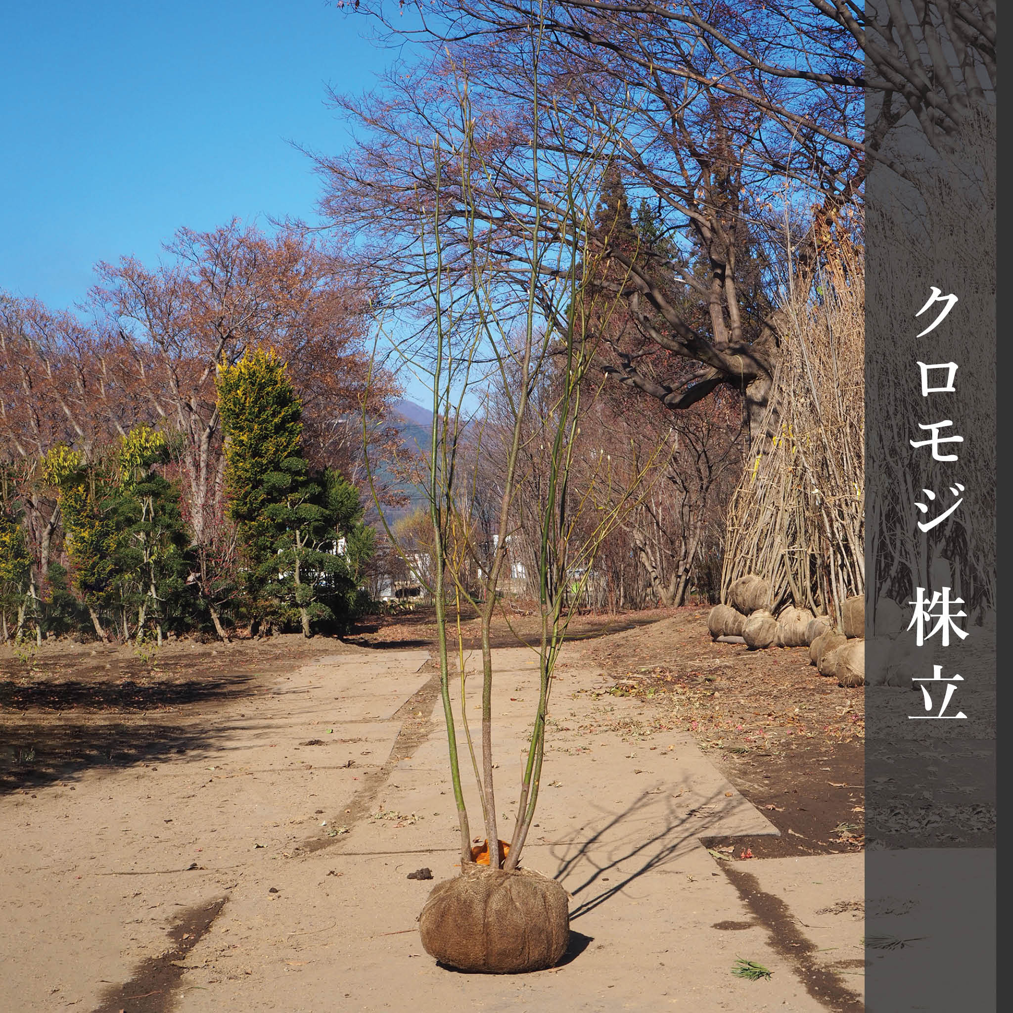 クロモジ（株立） 2m – 安藤苗圃