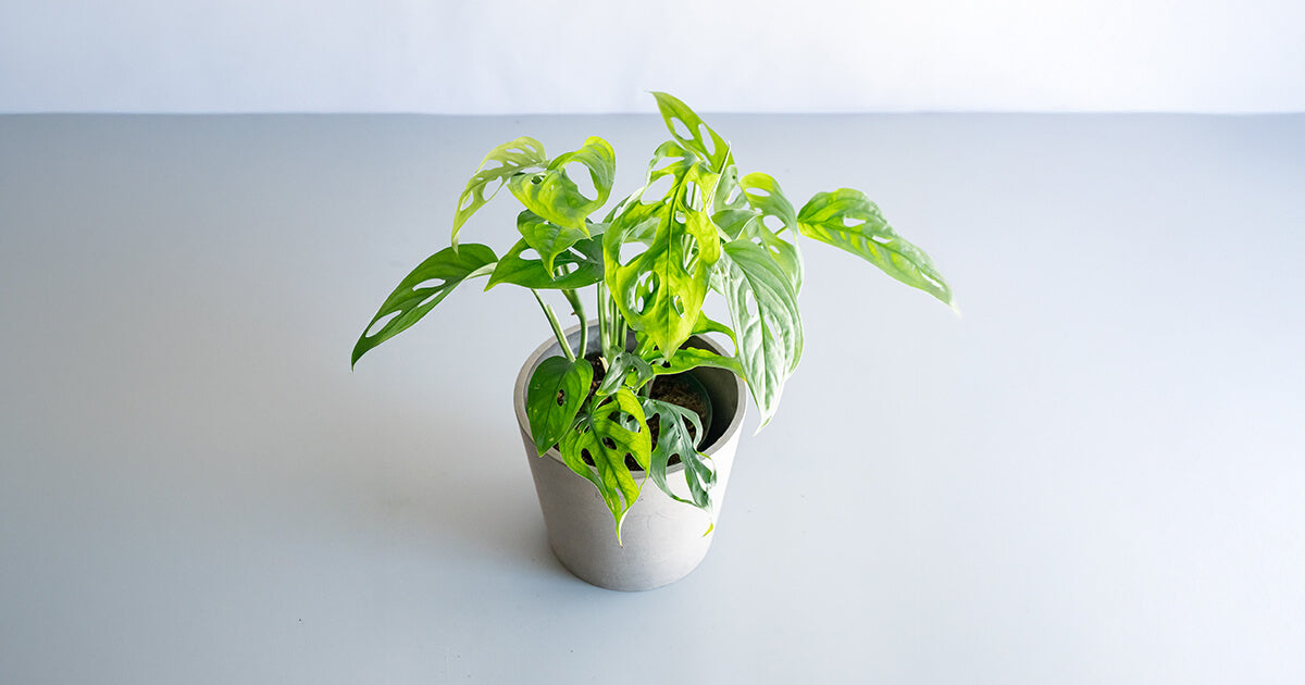 モンステラ・エスケレート | 観葉植物の通販 AND PLANTS (アンドプランツ)