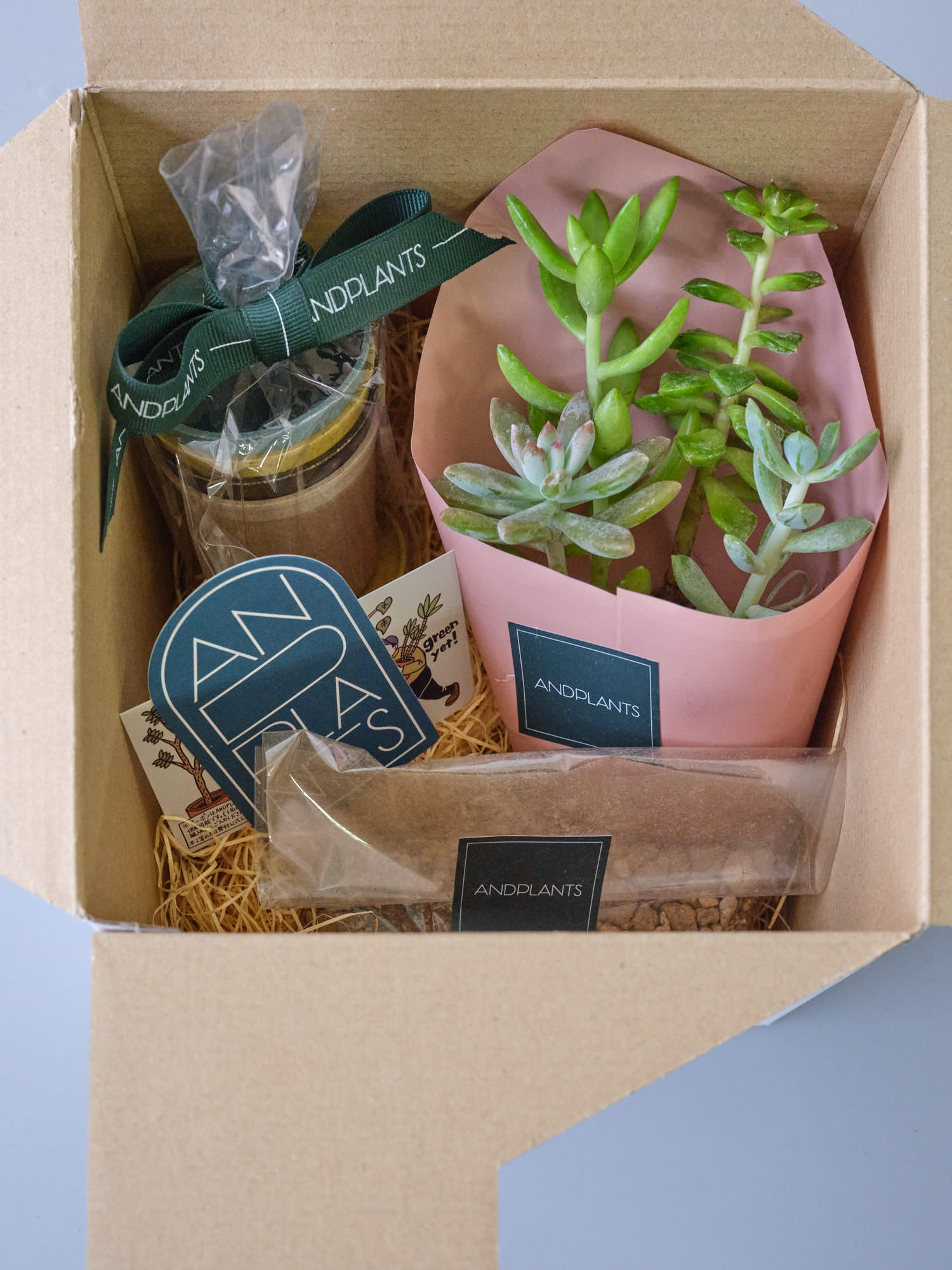 多肉植物 植え替えギフトセット | 観葉植物の通販 AND PLANTS (アンド